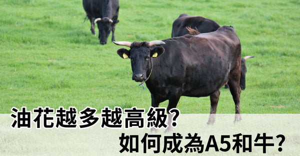 和牛油花越多越高級? 如何成為A5和牛?