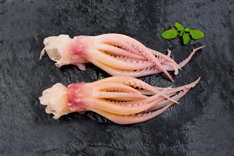 水魷魚Squid
